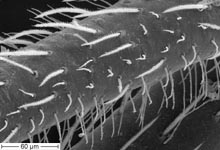 Dictyna uncinata - male tibia 1 hairs (c) ZFMK spider course 2005