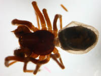 Dictyna uncinata - male (c) Theine