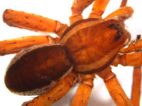 Dolomedes fimbriatus - habitus (c) Consul