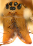 Drapetisca socialis - chelicerae (c) Hita Garcia