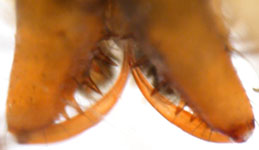 Drapetisca socialis - chelicerae (c) Consul