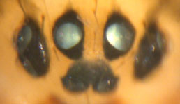 Drapetisca socialis - eyes (c) Consul