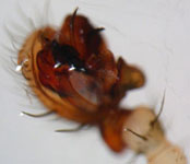 Drapetisca socialis - palp (c) Consul