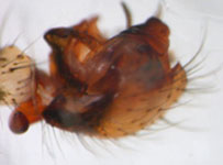 Drapetisca socialis - palp (c) Consul