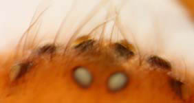 Drassodes lapidosus - eyes (c) Hinz