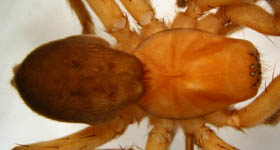 Drassodes lapidosus - habitus (c) Hinz