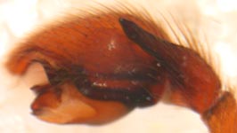 Drassyllus pusillus - male palp (c) Schumacher