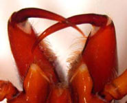 Dysdera crocata - chelicerae (c) Consul