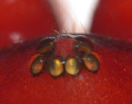 Dysdera crocata - eyes (c) Consul
