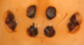 Enoplognatha ovata - eyes (c) Mpangara
