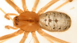 Enoplognatha ovata - female (c) Mpangara