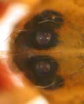 Episinus truncatus, eyes (c) mehren