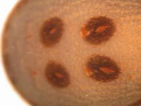 Eresus cinnaberinus - opisthosoma dots (c) Blondiau, Arndts, Strbing