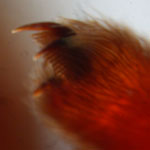 Eresus cinnaberinus - leg claws (c) Blondiau, Arndts, Strbing