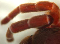 Eresus cinnaberinus - legs with white rings (c) Blondiau, Arndts, Strbing