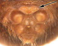 Eresus cinnaberinus - spinnerets (c) Arndts, Blondiau, Struebing