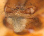 Ero furcata- chelicerae (c) Hita Garcia