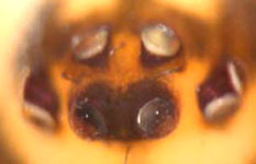 Ero furcata - eyes (c) Hita Garcia