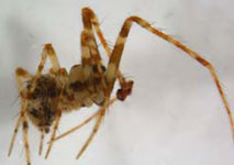 Ero furcata - habitus lateral (c) Hita Garcia