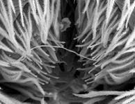 Evarcha arcuata - male ALS (c) ZFMK spider course 2005