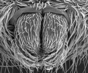 Evarcha arcuata - male spinnerets (c) ZFMK spider course 2005