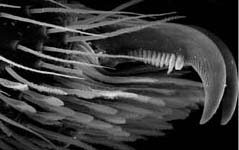 Evarcha arcuata - tarsus tip (c) ZFMK spider course 2004