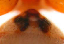 Gonatium rubellum - epigynum (c) Ratering