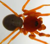 Gonatium rubellum - habitus (c) Ratering