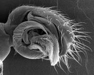 Gonatium rubellum - genital bulb (c) ZFMK Spider Course 2005