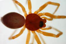 Gonatium rubens - habitus (c) Ratering