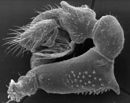 Gonatium rubens - male palp (c) ZFMK Spider Course 2005