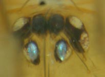 Hahnia pusilla - eyes dorsal view (c) Linke