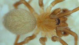 Hahnia pusilla - male (c) Linke