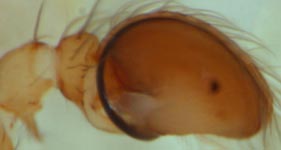 Hahnia pusilla - male palp (c) Linke