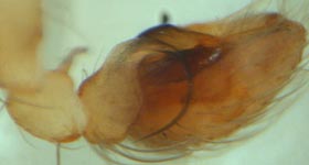 Hahnia pusilla - male palp (c) Linke