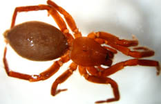 Haplodrassus silvestris - habitus (c) Hinz