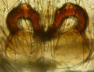 Heliophanus flavipes - cleared epigynum (c) Linke/Borggrefe