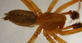 Histopona torpida - habitus (c) Schwarzer