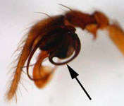 Histopona torpida - male pedipalp (c) Schwarzer