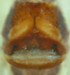 Holocnemus pluchei - epigynum (c) Linke/Borggrefe