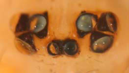 Holocnemus pluchei - eyes frontal view (c) Ratering