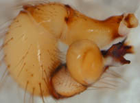 Holocnemus pluchei - male palp (c) Linke/Borggrefe