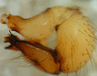 Holocnemus pluchei - male palp (c) Linke/Borggrefe