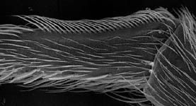 Hyptiotes paradoxus, calamistrum (c) ZFMK spider course 2003