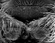 Hyptiotes paradoxus, cribellum (c) ZFMK spider course 2003