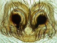 Hyptiotes paradoxus - cleared epigynum (c) Linke/Borggrefe