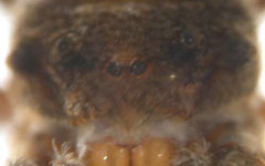 Hyptiotes paradoxus - frontal view (c) Hauslage