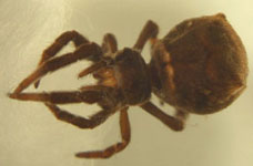 Hyptiotes paradoxus - habitus (c) J. Hauslage