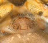 Labulla thoracica - epigynum (c) Mueller