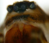 Labulla thoracica - eye region (c) Mueller